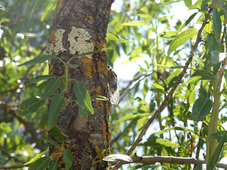 Obraz premium Cigale de Provence sur un tronc d'amandier