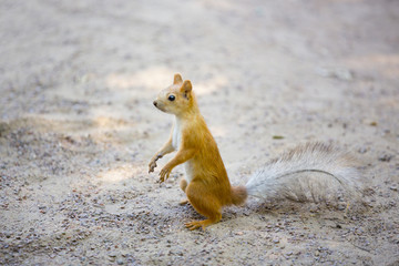 Рыжая белка с серым хвостом сидит на песке 