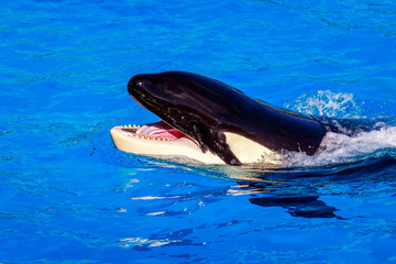 Fototapeta premium Killer Whale in water