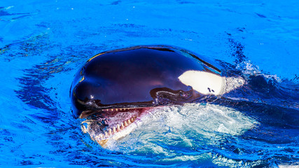 Fototapeta premium Killer Whale in water