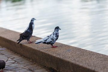 pigeon