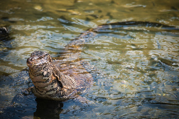 Water monitor lizard in Sri Lanka