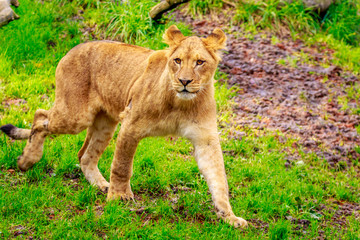 Lioness Approaching
