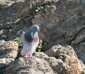 pigeon