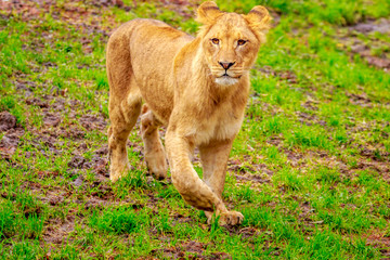 Obraz na płótnie Canvas Lioness Approaching