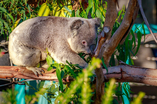 Koala on Tree branch