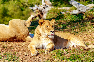 Lioness resting on grass