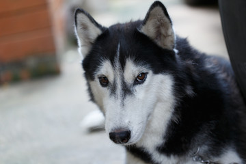 Siberian dog