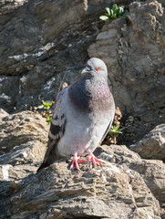 pigeon