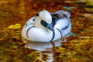 Male Smew Duck