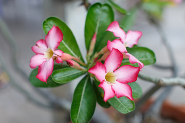 Obraz premium pink Flowers