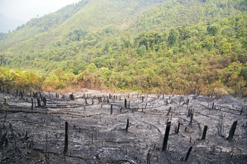 Deforestation, after forest fire, natural disaster, Laos