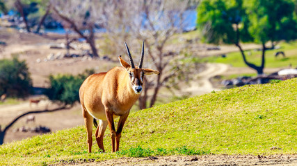 Roan Antelope