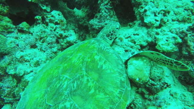 Sea turtle resting on corals.Diving and snorkeling in the tropical sea.Travel concept,Adventure concept.