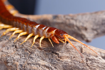 centipede