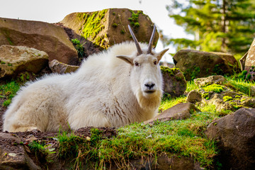 Rocky Mountain Goat