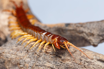 centipede