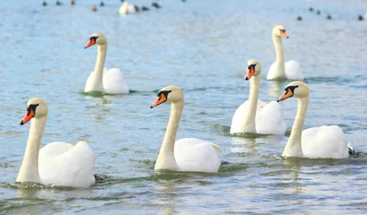 Photo sur Plexiglas Cygne Swan's lake