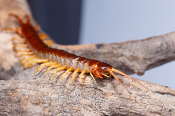 centipede