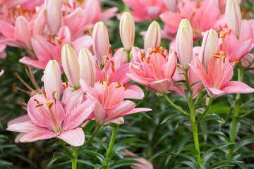 Obraz premium lily