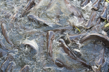 Iridescent shark or Catfish in the river snatch to feed.