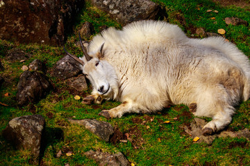 Obraz na płótnie Canvas Rocky Mountain Goat