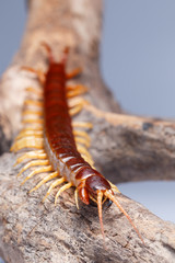 centipede