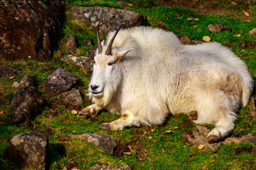 Rocky Mountain Goat