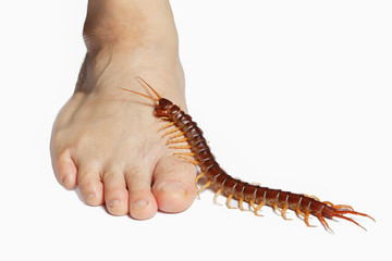 Centipede legs climb