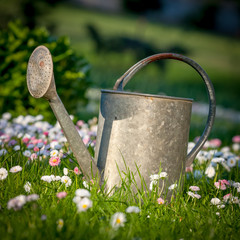 Old tin watering can