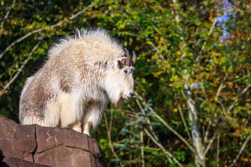 Rocky Mountain Goat