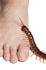 Centipede legs climb