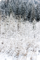 Bosco e sottobosco in inverno con coltre di neve bianca