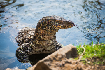 Naklejka premium Water monitor lizard in Sri Lanka