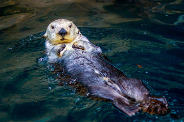 Sea Otter in water