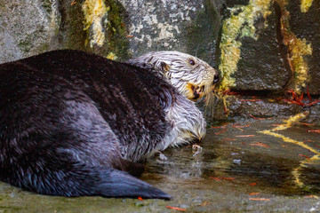 Sea Otter on land