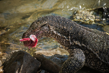 Fototapeta premium Water monitor lizard eating fish in Sri Lanka