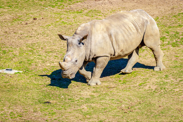 Obraz premium Southern White Rhinoceros