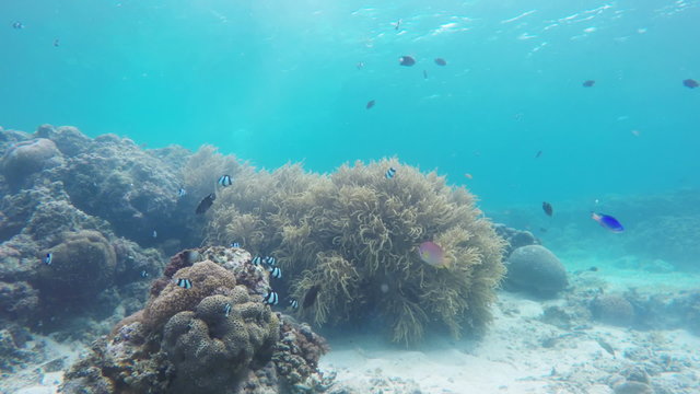 Many reef fish in the tropical sea on a coral reef.tropical underwater world.Diving and snorkeling in the tropical sea.Travel concept,Adventure concept.