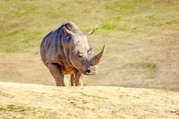 Obraz premium Southern White Rhinoceros
