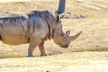 Obraz premium Southern White Rhinoceros