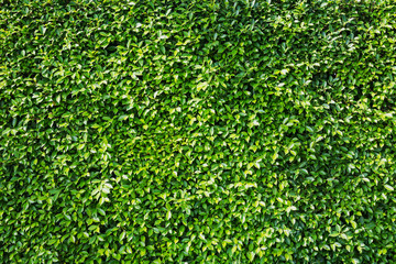 Green leaves wall background