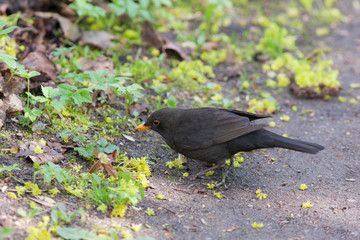 blackbird in the spring