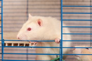 domestic rat in a cage