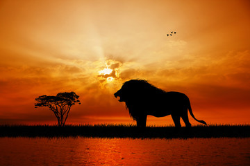 Fototapeta na wymiar lion on river at sunset