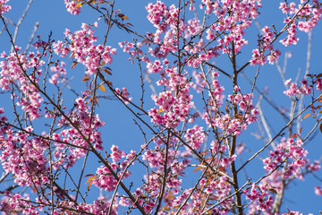 pink cherry blossom-sakura flower blooming in Thailand