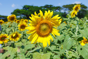 Fototapeta premium sunflower