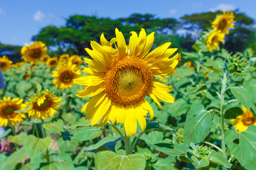 Fototapeta premium sunflower