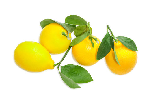 Several lemons with twigs and leaves on a light background