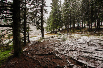 Fisrt snow in forest. Calm autumn scene.